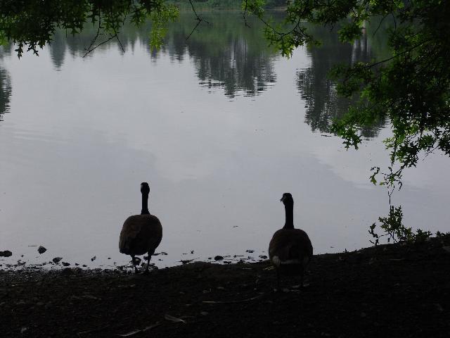 Canada Geese by Como Lake